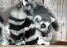 動物図鑑・ワオキツネザルの写真 1